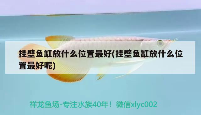 掛壁魚缸放什么位置最好(掛壁魚缸放什么位置最好呢) 泰龐海鰱魚