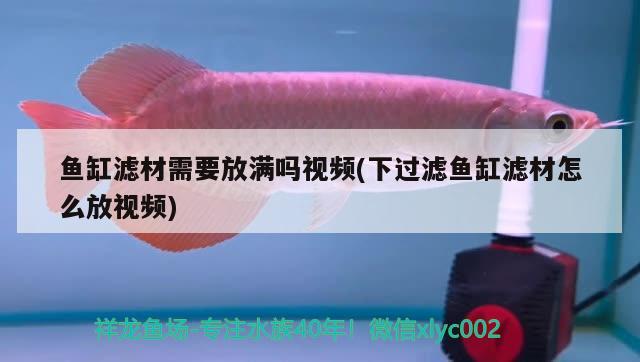 魚缸濾材需要放滿嗎視頻(下過(guò)濾魚缸濾材怎么放視頻) 黑帝王魟魚