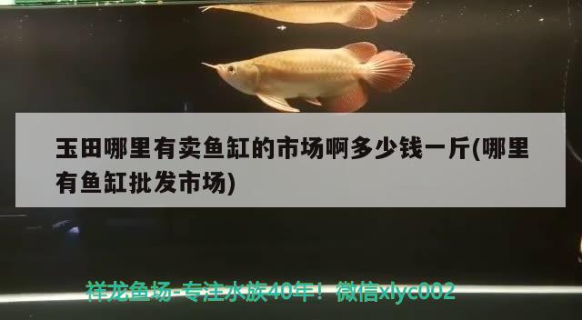 玉田哪里有賣魚缸的市場啊多少錢一斤(哪里有魚缸批發(fā)市場)