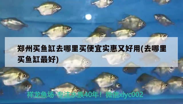 鄭州買魚缸去哪里買便宜實(shí)惠又好用(去哪里買魚缸最好) 成吉思汗鯊（球鯊）魚