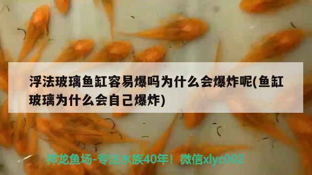 浮法玻璃魚缸容易爆嗎為什么會爆炸呢(魚缸玻璃為什么會自己爆炸) 廣州水族器材濾材批發(fā)市場