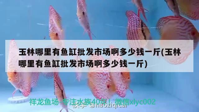 玉林哪里有魚缸批發(fā)市場啊多少錢一斤(玉林哪里有魚缸批發(fā)市場啊多少錢一斤) 水族燈（魚缸燈）