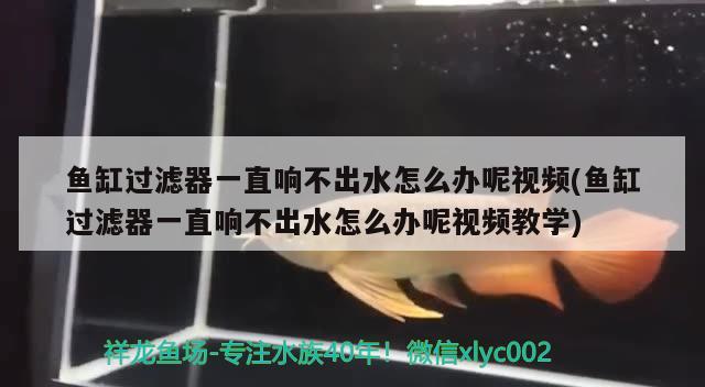 魚缸過濾器一直響不出水怎么辦呢視頻(魚缸過濾器一直響不出水怎么辦呢視頻教學(xué))