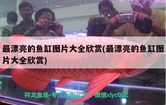 最漂亮的魚缸圖片大全欣賞(最漂亮的魚缸圖片大全欣賞)