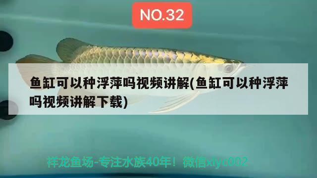 魚缸可以種浮萍嗎視頻講解(魚缸可以種浮萍嗎視頻講解下載)