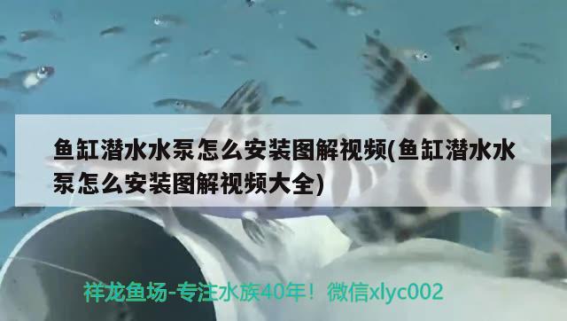 魚缸潛水水泵怎么安裝圖解視頻(魚缸潛水水泵怎么安裝圖解視頻大全) 麥肯斯銀版魚 第1張