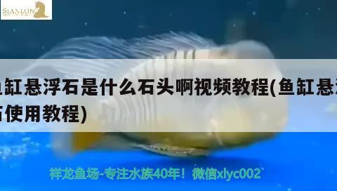 魚缸懸浮石是什么石頭啊視頻教程(魚缸懸浮石使用教程) 七彩神仙魚