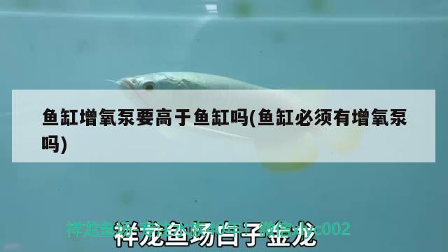 魚(yú)缸增氧泵要高于魚(yú)缸嗎(魚(yú)缸必須有增氧泵嗎)