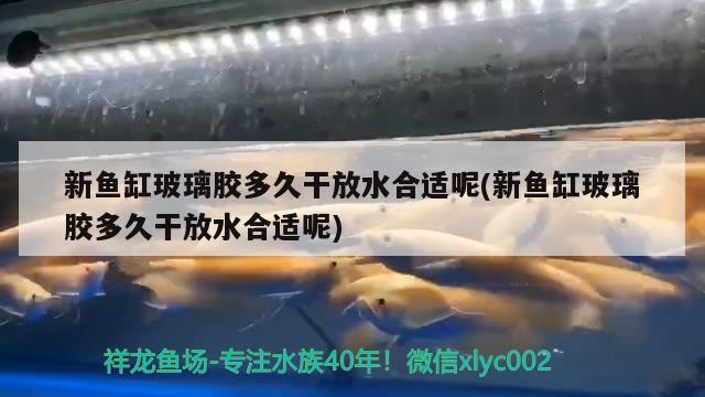 新魚缸玻璃膠多久干放水合適呢(新魚缸玻璃膠多久干放水合適呢) 水溫計(jì)