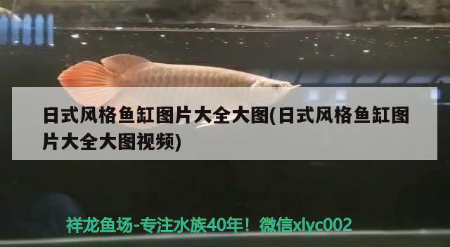 日式風(fēng)格魚缸圖片大全大圖(日式風(fēng)格魚缸圖片大全大圖視頻)