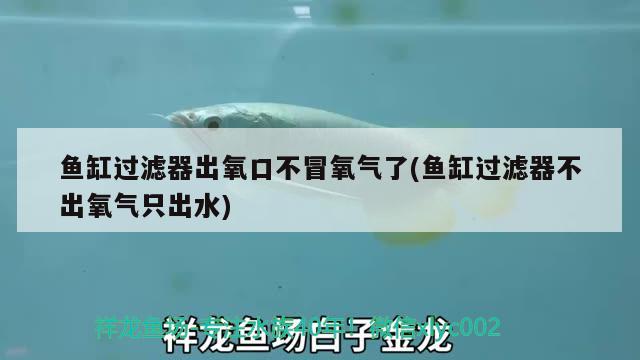 魚(yú)缸過(guò)濾器出氧口不冒氧氣了(魚(yú)缸過(guò)濾器不出氧氣只出水) 金老虎魚(yú)