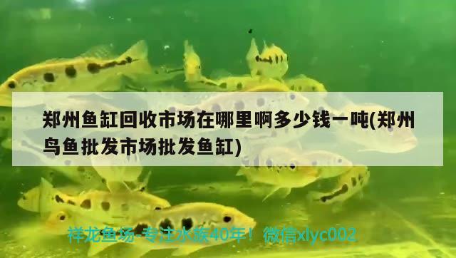 鄭州魚缸回收市場在哪里啊多少錢一噸(鄭州鳥魚批發(fā)市場批發(fā)魚缸)