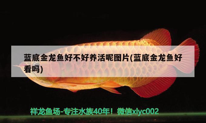 藍(lán)底金龍魚(yú)好不好養(yǎng)活呢圖片(藍(lán)底金龍魚(yú)好看嗎)