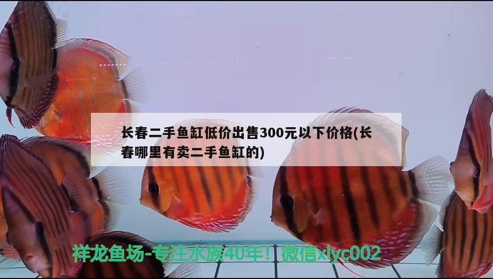 長(zhǎng)春二手魚缸低價(jià)出售300元以下價(jià)格(長(zhǎng)春哪里有賣二手魚缸的) 黑帝王魟魚