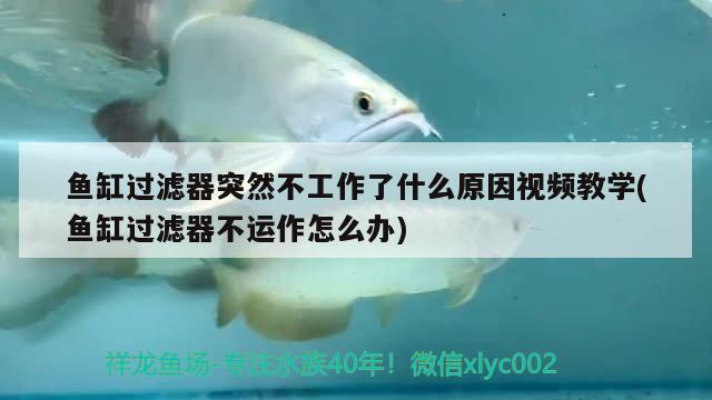 魚(yú)缸過(guò)濾器突然不工作了什么原因視頻教學(xué)(魚(yú)缸過(guò)濾器不運(yùn)作怎么辦)