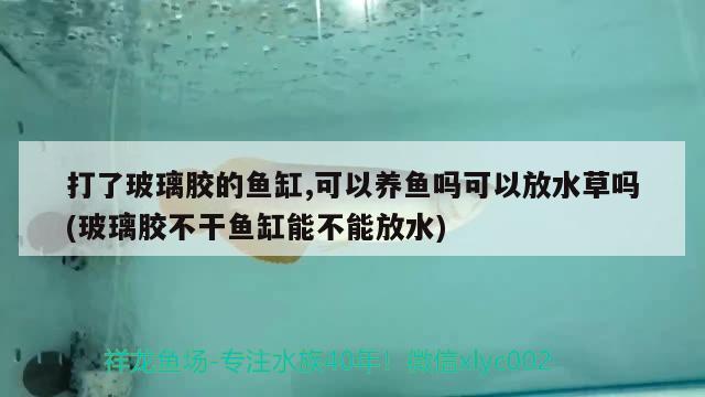 打了玻璃膠的魚缸,可以養(yǎng)魚嗎可以放水草嗎(玻璃膠不干魚缸能不能放水)