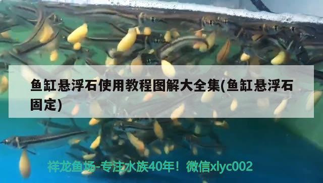 魚缸懸浮石使用教程圖解大全集(魚缸懸浮石固定) 短身紅龍魚