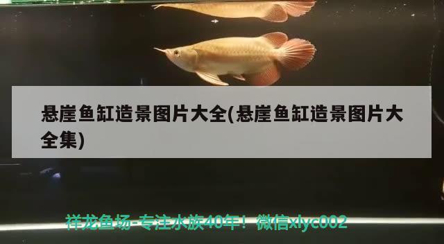 懸崖魚缸造景圖片大全(懸崖魚缸造景圖片大全集)