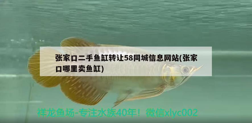 張家口二手魚缸轉(zhuǎn)讓58同城信息網(wǎng)站(張家口哪里賣魚缸)