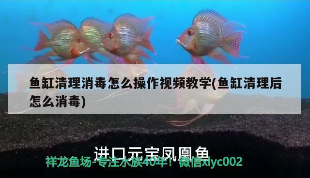 魚(yú)缸清理消毒怎么操作視頻教學(xué)(魚(yú)缸清理后怎么消毒)