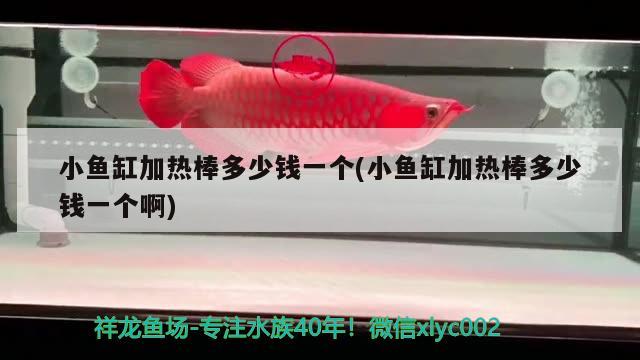 小魚缸加熱棒多少錢一個(小魚缸加熱棒多少錢一個啊) 廣州水族批發(fā)市場