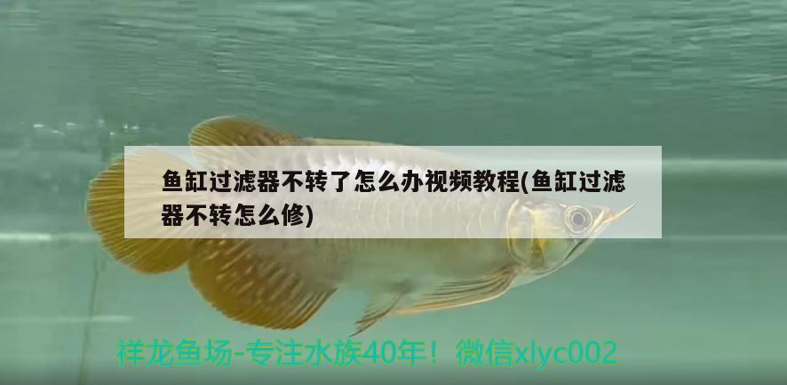 魚缸過濾器不轉(zhuǎn)了怎么辦視頻教程(魚缸過濾器不轉(zhuǎn)怎么修) 飛鳳魚