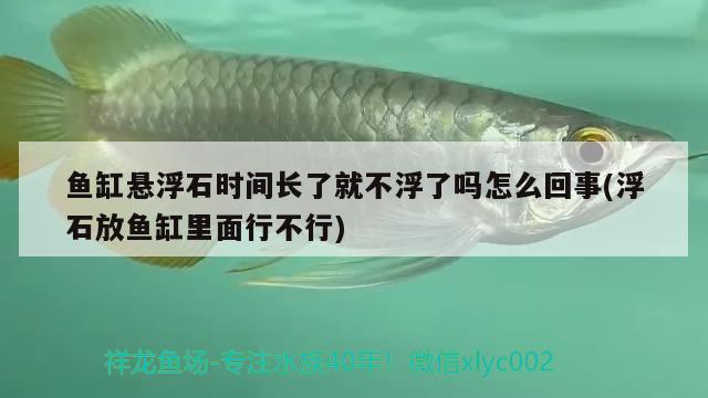 魚缸懸浮石時間長了就不浮了嗎怎么回事(浮石放魚缸里面行不行) 龍魚批發(fā)