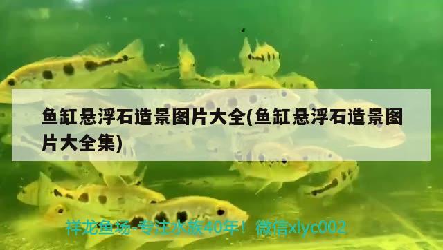 魚缸懸浮石造景圖片大全(魚缸懸浮石造景圖片大全集) 銀河星鉆魚