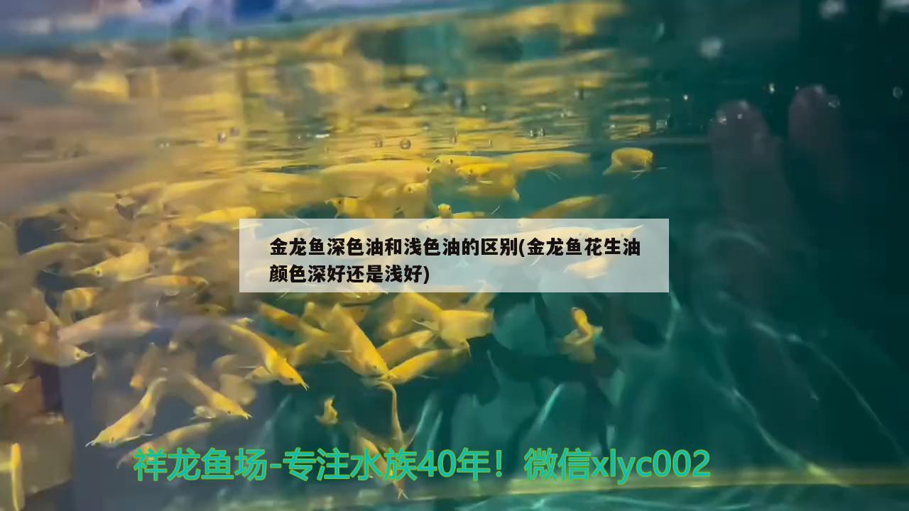 金龍魚深色油和淺色油的區(qū)別(金龍魚花生油顏色深好還是淺好)