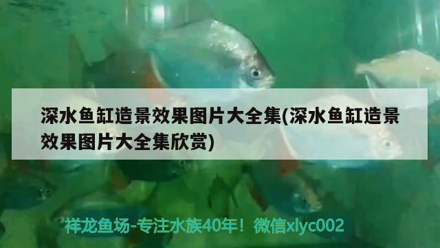 深水魚缸造景效果圖片大全集(深水魚缸造景效果圖片大全集欣賞) 鐵甲武士