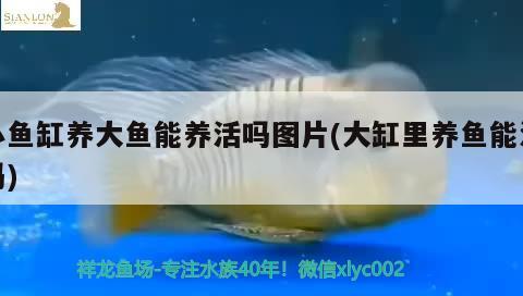 小魚缸養(yǎng)大魚能養(yǎng)活嗎圖片(大缸里養(yǎng)魚能活嗎) 三色錦鯉魚