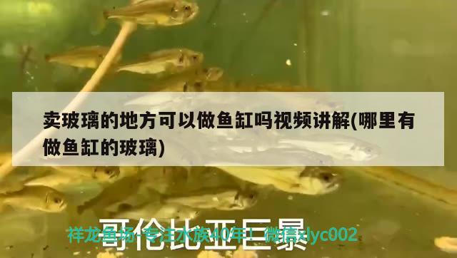 賣玻璃的地方可以做魚缸嗎視頻講解(哪里有做魚缸的玻璃)