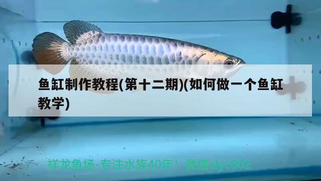 魚(yú)缸制作教程(第十二期)(如何做一個(gè)魚(yú)缸教學(xué)) 帝王血鉆