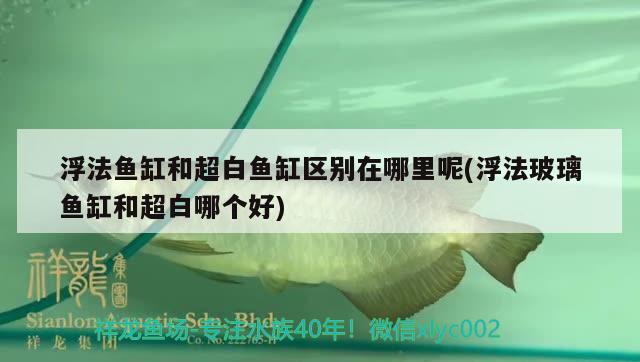 浮法魚缸和超白魚缸區(qū)別在哪里呢(浮法玻璃魚缸和超白哪個(gè)好) 養(yǎng)魚知識(shí)