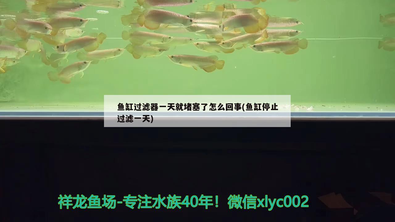 魚缸過濾器一天就堵塞了怎么回事(魚缸停止過濾一天)