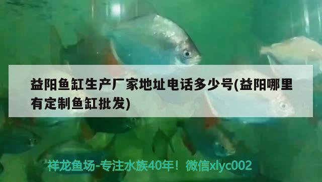 益陽魚缸生產廠家地址電話多少號(益陽哪里有定制魚缸批發(fā)) 古典過背金龍魚