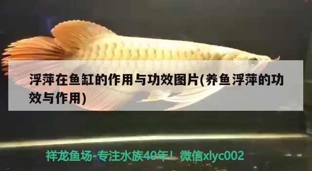 浮萍在魚(yú)缸的作用與功效圖片(養(yǎng)魚(yú)浮萍的功效與作用) 鐵甲武士