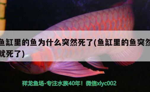 魚缸里的魚為什么突然死了(魚缸里的魚突然就死了) 稀有金龍魚