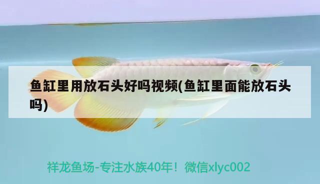 魚缸里用放石頭好嗎視頻(魚缸里面能放石頭嗎) 月光鴨嘴魚苗