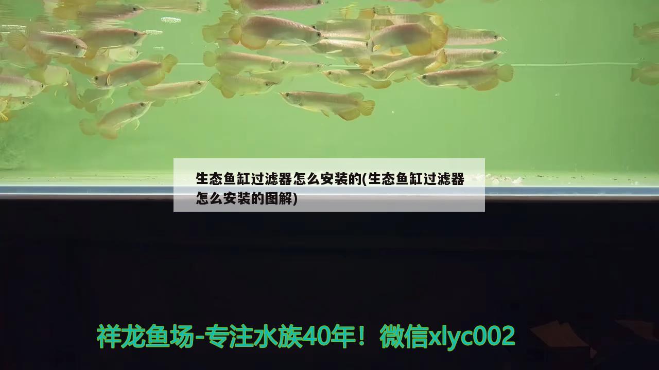 生態(tài)魚缸過(guò)濾器怎么安裝的(生態(tài)魚缸過(guò)濾器怎么安裝的圖解) 戰(zhàn)車紅龍魚