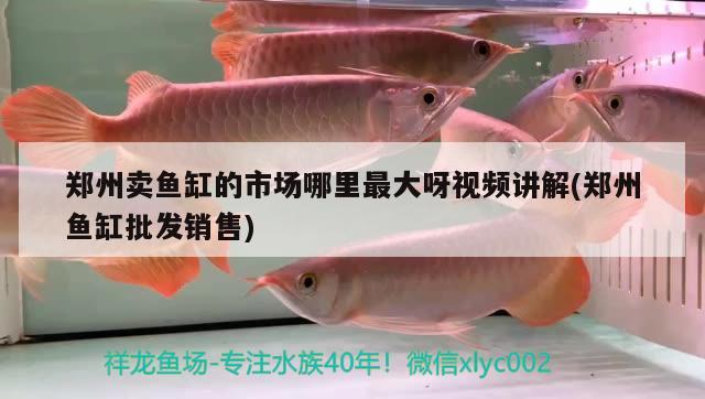 鄭州賣魚缸的市場(chǎng)哪里最大呀視頻講解(鄭州魚缸批發(fā)銷售)