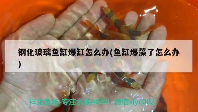 鋼化玻璃魚缸爆缸怎么辦(魚缸爆藻了怎么辦) 照明器材