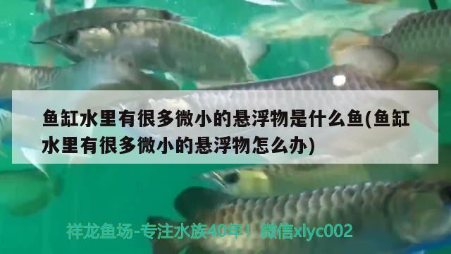 魚(yú)缸水里有很多微小的懸浮物是什么魚(yú)(魚(yú)缸水里有很多微小的懸浮物怎么辦) 養(yǎng)魚(yú)知識(shí)