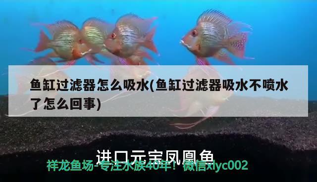 魚缸過濾器怎么吸水(魚缸過濾器吸水不噴水了怎么回事) 紅眼黃化幽靈火箭魚|皇家火箭魚