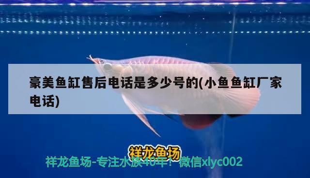 豪美魚缸售后電話是多少號的(小魚魚缸廠家電話) 泰國虎魚