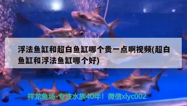 浮法魚缸和超白魚缸哪個貴一點啊視頻(超白魚缸和浮法魚缸哪個好) 巴西亞魚苗