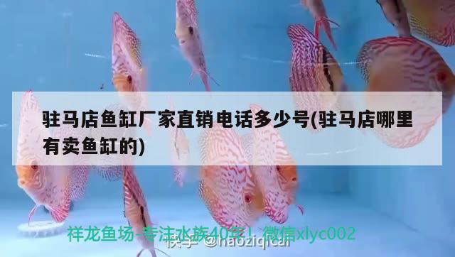 駐馬店魚缸廠家直銷電話多少號(駐馬店哪里有賣魚缸的) 綠皮辣椒小紅龍