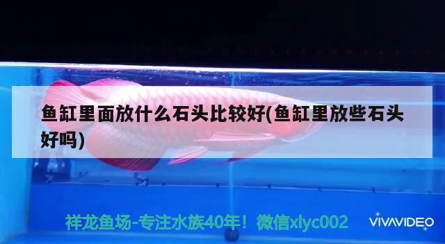 魚缸里面放什么石頭比較好(魚缸里放些石頭好嗎)