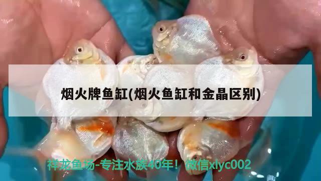 煙火牌魚缸(煙火魚缸和金晶區(qū)別) 魟魚百科