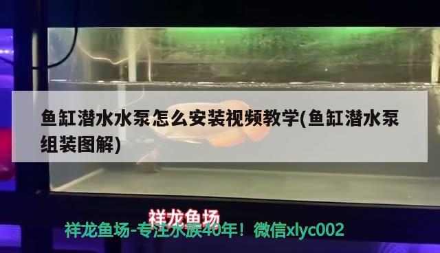 魚缸潛水水泵怎么安裝視頻教學(魚缸潛水泵組裝圖解) 申古三間魚